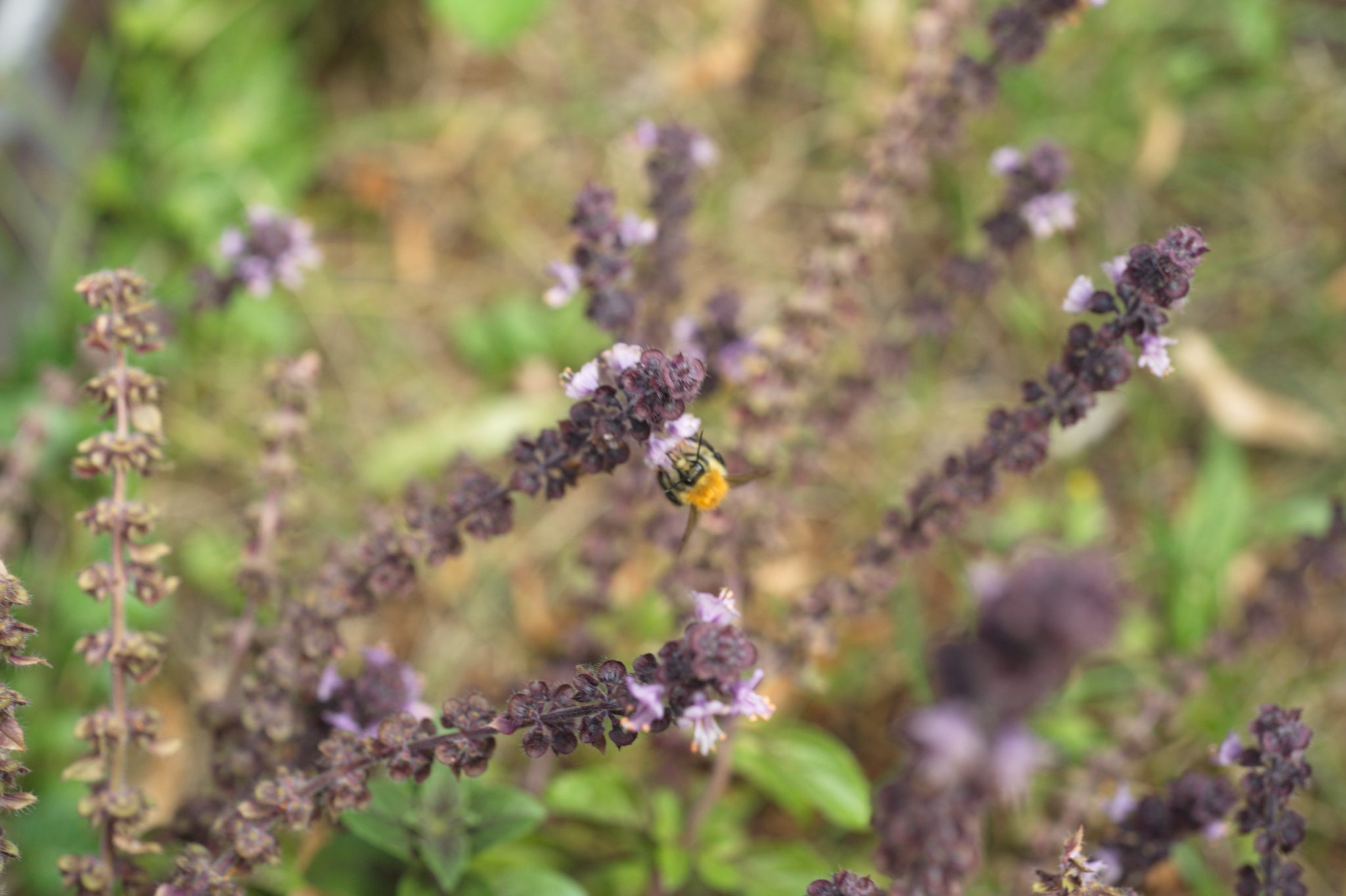 20210721  Gruen(t)raumHeimfeld 045